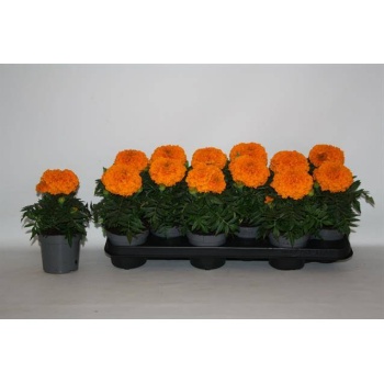 product/img.floraplaza.nl/TAG510OR-LIVE_fotos-0x9DE58BB945461DF9C70F2CCB8D43EEE38101405D.jpg