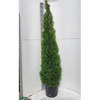 product/img.floraplaza.nl/THU31-LIVE_fotos-0xFDA9AE96FC15BE7EDF46C64D4EF58E53D131ADFE.jpg