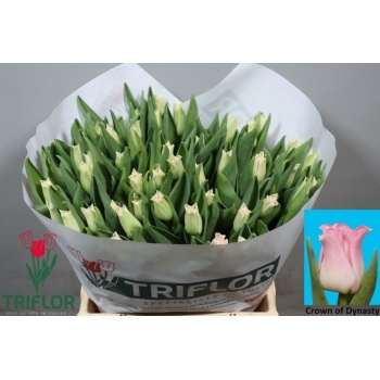product/img.floraplaza.nl/TULCROD-LIVE_fotos-0xA69DCCD7859AE3D3B08C2D783F770CC67060753F.jpg