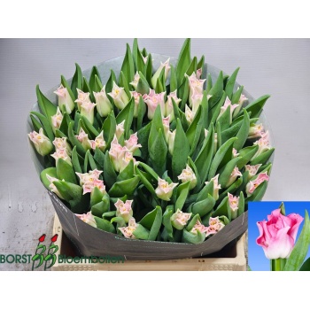 product/img.floraplaza.nl/TULCROD-LIVE_fotos-0xB3A0FB2424D2AD602F6508F662F52E9219F9FA27.jpg