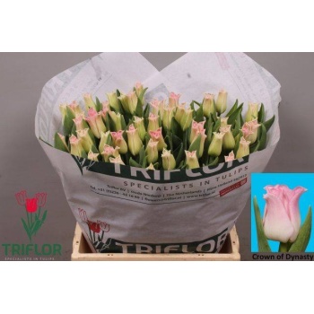product/img.floraplaza.nl/TULCROD-LIVE_fotos-0xE5F1DC88A96787DA538A022F8E03725C096D38E9.jpg