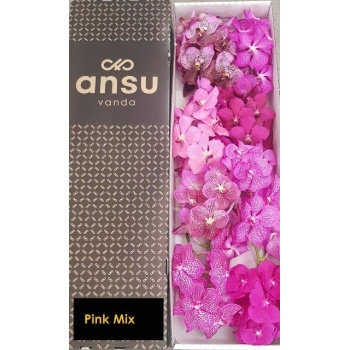 product/img.floraplaza.nl/VANDA5-LIVE_fotos-0xAB728C80A9C9AFAFE06FED2332B44F1662FAA8C2.jpg