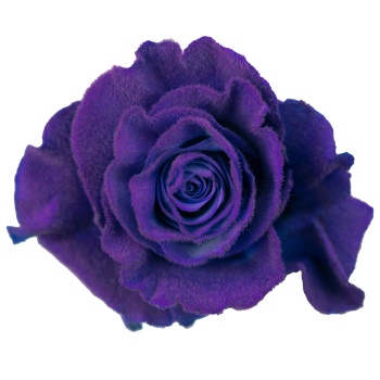 product/img.floraplaza.nl/VELVETLAVENDERHAZE-60-ART_fotos-Mystic Tinted Catalogue-TNT Velvet Lavender Haze MO_SingleSt_X.jpg product/img.floraplaza.nl/VELVETLAVENDERHAZE-60-ART_fotos-Mystic Tinted Catalogue-TNT Velvet Lavender Haze MO_SingleSt_X.jpg