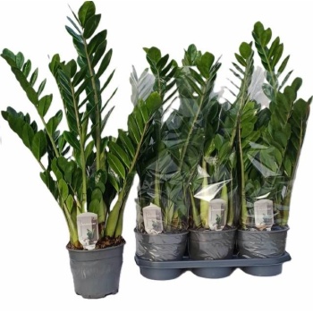 product/img.floraplaza.nl/ZAM19-LIVE_fotos-0xAD2EF9C9612AB8A4FC9EBF2FC56C0224C66D76BB.jpg