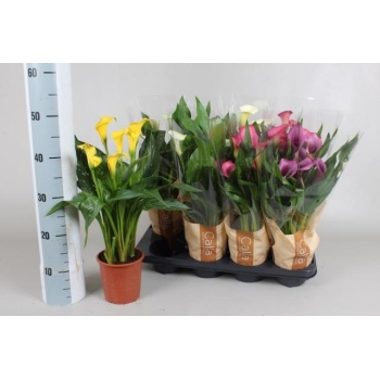 product/img.floraplaza.nl/ZAN13-LIVE_fotos-0xB0FE9FE11AD2829BDB392F144B7E0BC3E0367134.jpg
