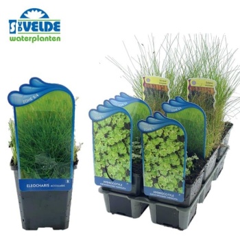 product/img.ozexport.nl/16782-9-LIVE_fotos-0x2F610EB5C23722C8D26FFB75151D4A68D9FD26C8.jpg