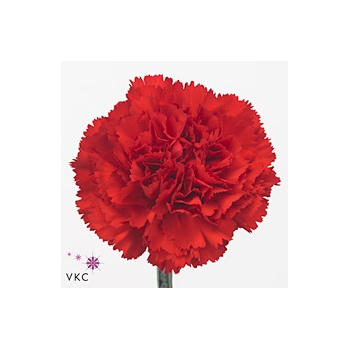 product/img.ozexport.nl/LDIADONP-ART_fotos-VBN100000-vbn103877.jpg