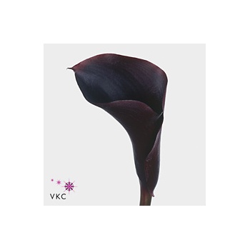 product/img.ozexport.nl/LZANHOTC7-ART_fotos-VBN20000-vbn21061.jpg