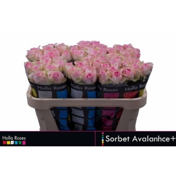product/img.ozexport.nl/RAVAS7-LIVE_fotos-0xAB7EA1D20914F26AB319413098D3FC9ED3ACC721.jpg