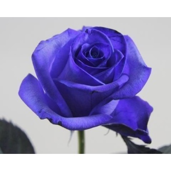 product/img.ozexport.nl/RVEN7BRO-ASSORTI_fotos-MCF-MCF Rosa gr vrf blauw vendela.JPG