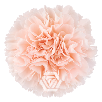 product/photo.freshportal.delivery/ARIADNA-foto.png