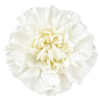 product/photo.freshportal.delivery/COCUY-foto.png