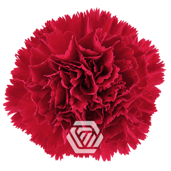 product/photo.freshportal.delivery/EPIC-foto.png