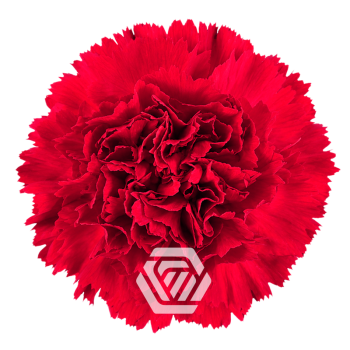 product/photo.freshportal.delivery/MARTE-foto.png
