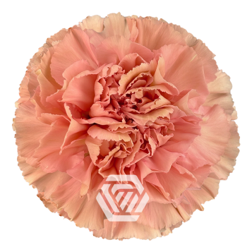product/photo.freshportal.delivery/PETRA-foto.png