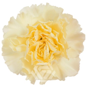 product/photo.freshportal.delivery/POLIMNIA-foto.jpg