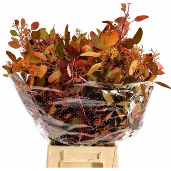 product/photo.freshportal.delivery/POPUBESAUT-3651657.jpg