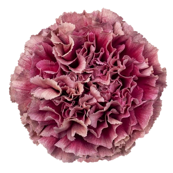 product/tessacorporation.com/MERLETTO-merletto-purple_bud.webp