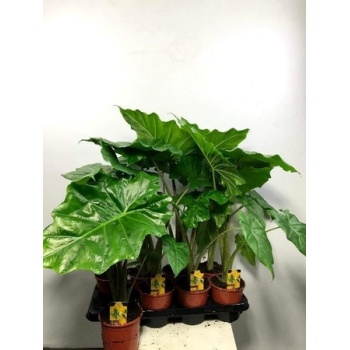 product/webshop.ozplanten.nl/ALPD14-PIC6030005_RES.JPG
