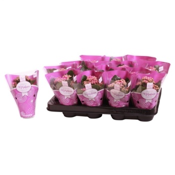 product/webshop.ozplanten.nl/KAL8DG-PIC5198691_RES.jpg