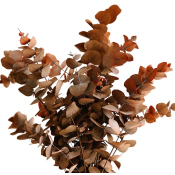 product/www.verdissimo.com/CIN/9925-CIN9925-1-eucalipto.jpg