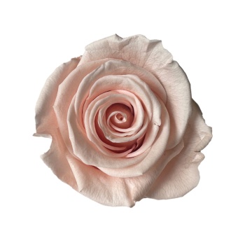 product/www.verdissimo.com/RST/SP00-RSTSP00-02-rosa-standard.jpg