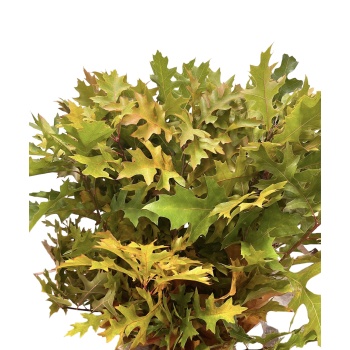 quercus pilt.jpg