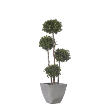 ABP0118-1-topiary-spheres.jpg