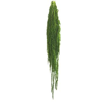 AMA4124-2-amaranthus.jpg