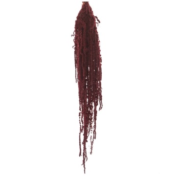 AMA4834-2-amaranthus.jpg