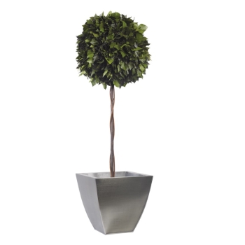 BHE0114-1-topiary-hedera.jpg