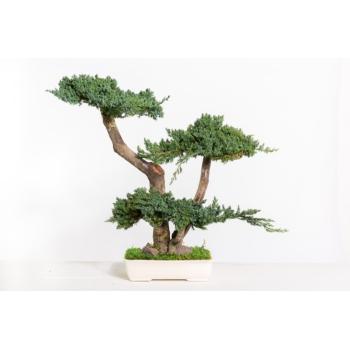 BJU50-1-bonsai-procumbens.jpg