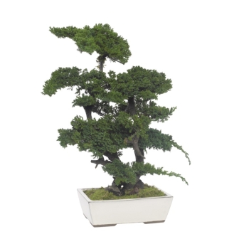 BJU70-1-bonsai-procumbens.jpg