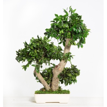 BPI50-1-bonsai-tobira-tenuifolium.jpg