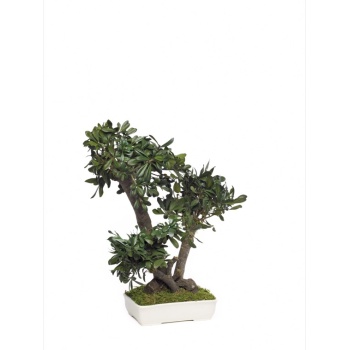 BTO50-1-bonsai-tobira-tenuifolium.jpg