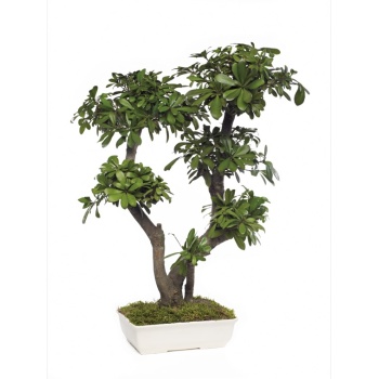 BTO70-1-bonsai-tobira-tenuifolium.jpg