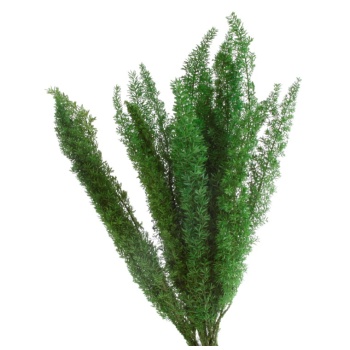 FOT0103-2-foxtail.jpg