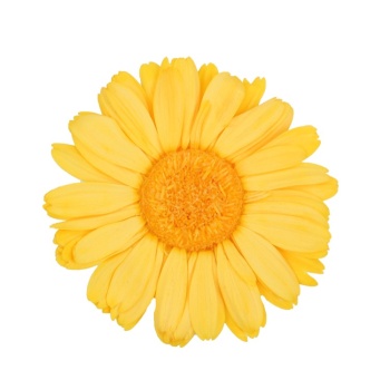 GER2350-01-gerbera-standard.jpg