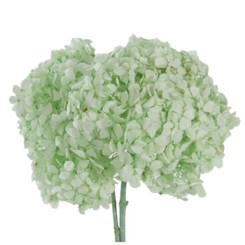 HRT0160-02-hortensia.jpg