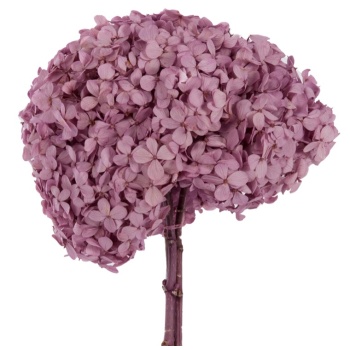 HRT0820-02-hortensia.jpg