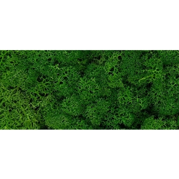 MOI0100-1-lichen.jpg