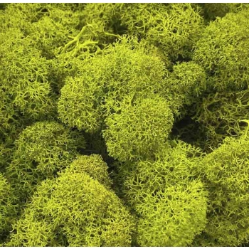 MOI0110-1-lichen.jpg