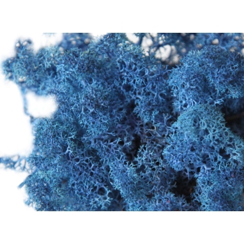 MOI1630-1-lichen.jpg