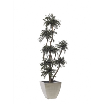 MPA0119-1-topiary-parvifolia-tenuifolium.jpg