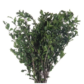 PIT0103-2-pittosporum.jpg