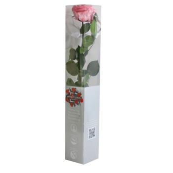 PRZ7420-05-rosa-tallo-premium.jpg