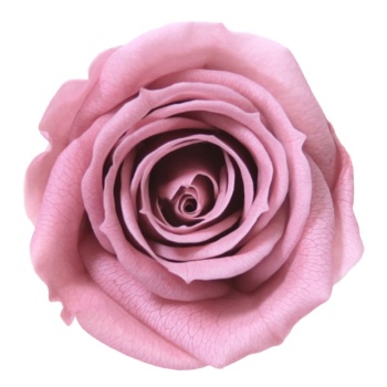 RSM0480-01-rosa-mini.jpg