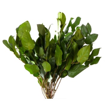 SAL0102-2-salal.jpg