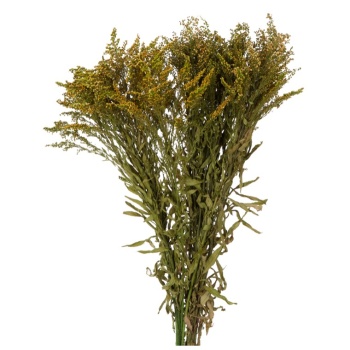 SOL0104-2-solidago.jpg