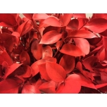 Ruscus hypophyllum paint Red 60cm (pk)